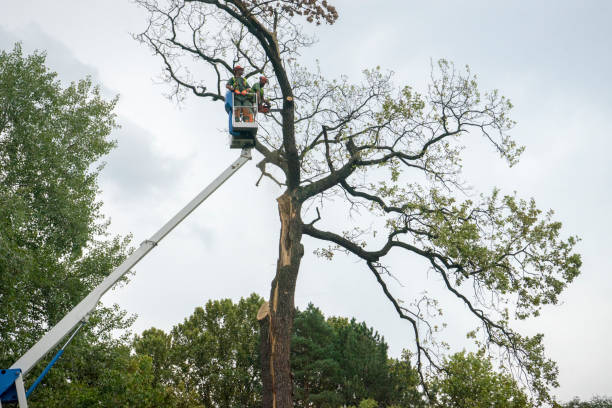 Trusted San Manuel, AZ Tree Services Experts